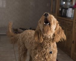 Help! My Dog Won’t Stop Barking — Here’s What It Really Means