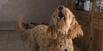 Help! My Dog Won’t Stop Barking — Here’s What It Really Means