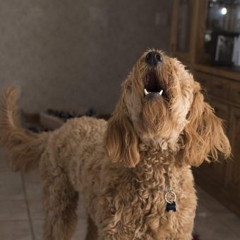 Help! My Dog Won’t Stop Barking — Here’s What It Really Means
