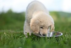 Best Wet Puppy Food, According to Veterinarians