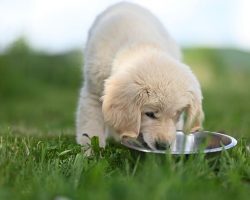Best Wet Puppy Food, According to Veterinarians