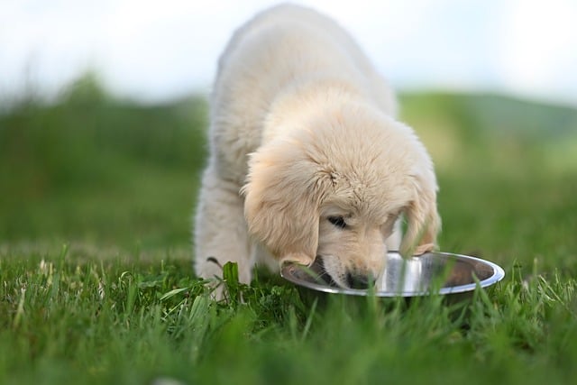 Best Wet Puppy Food, According to Veterinarians