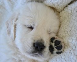 The Real Secret to Getting Your Puppy to Sleep Through the Night