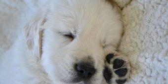 The Real Secret to Getting Your Puppy to Sleep Through the Night