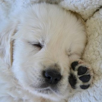 The Real Secret to Getting Your Puppy to Sleep Through the Night