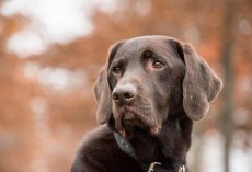 Heartworm Disease in Dogs: What It Is, How It’s Treated, and How To Prevent It