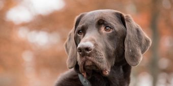 Heartworm Disease in Dogs: What It Is, How It’s Treated, and How To Prevent It