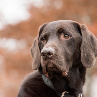 Heartworm Disease in Dogs: What It Is, How It’s Treated, and How To Prevent It