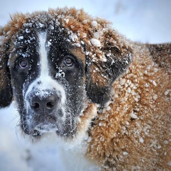 How Cold Is Too Cold for Dogs? What All Dog Parents Need To Know
