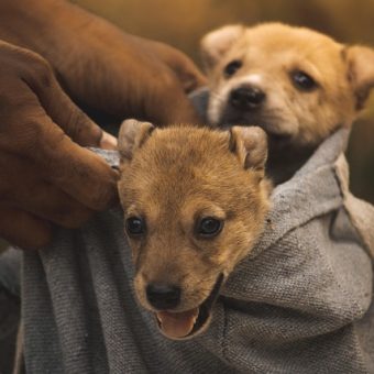 Kennel Cough in Dogs: What It Is, What Causes It, and How to Spot the Symptoms