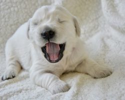 The Real Reason Your Puppy Won’t Stop Whining — And How To Fix It