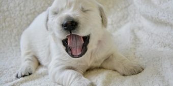 The Real Reason Your Puppy Won’t Stop Whining — And How To Fix It