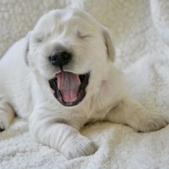 The Real Reason Your Puppy Won’t Stop Whining — And How To Fix It