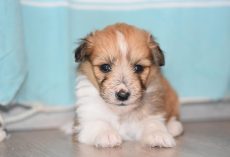 How To Help a Nervous Rescue Dog Feel Safe, Loved, and At Home