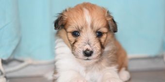 How To Help a Nervous Rescue Dog Feel Safe, Loved, and At Home