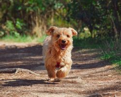 How To Find a Lost Dog: The Steps That Give You the Best Chance of Bringing Him Home