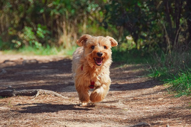 How To Find a Lost Dog: The Steps That Give You the Best Chance of Bringing Him Home