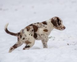 Puppy Peeing a Lot? Here’s What’s Normal — and When You Should Worry