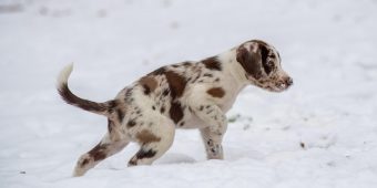 Puppy Peeing a Lot? Here’s What’s Normal — and When You Should Worry