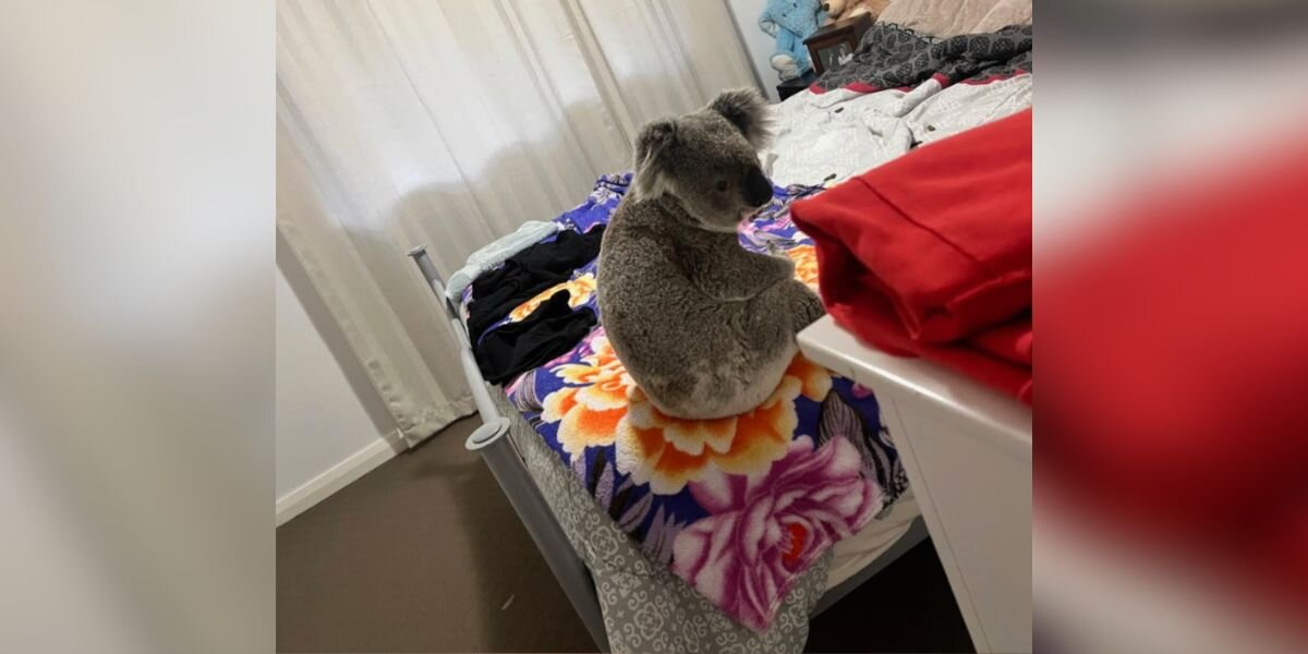 Dogs Start Barking — And Homeowners Discover A Frightened Koala On Their Bed