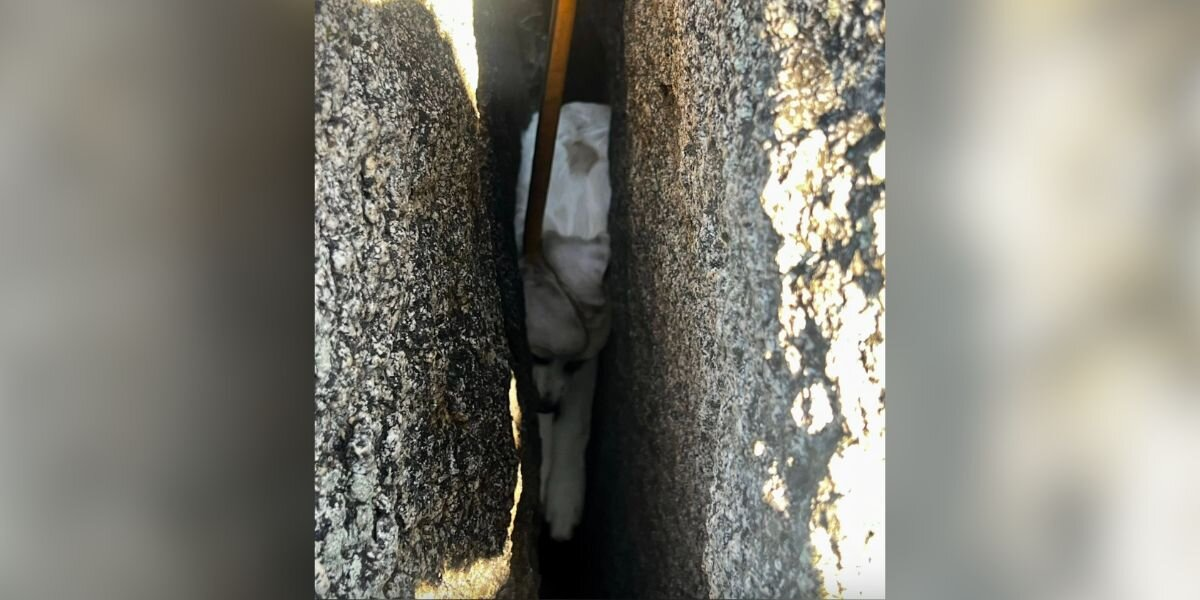 Firefighters Use Specialized Tools To Rescue Tiny Puppy Stuck Between Massive Boulders