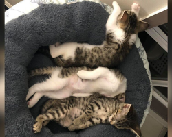 Foster Kitten’s Nap Turns Into A Perfectly Spooky Optical Illusion