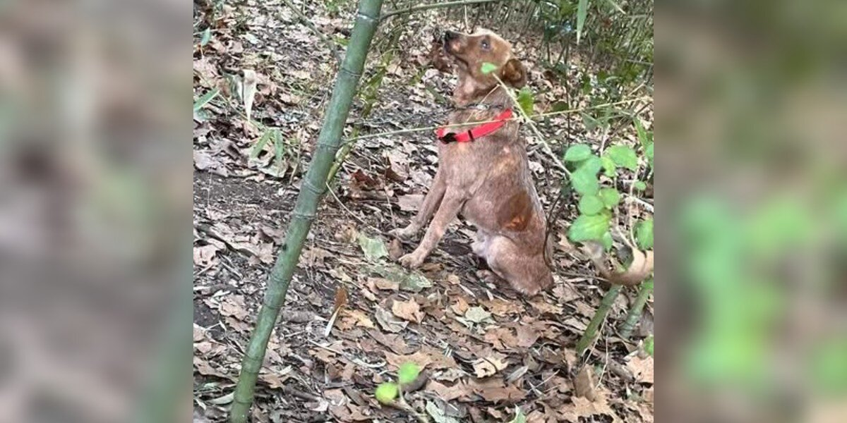 Kids Follow Whimpers Into The Woods — And Discover A Scared Dog Chained To A Tree