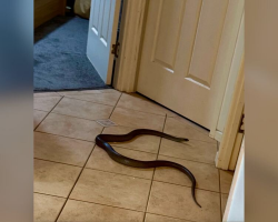 Woman Freezes When She Sees One Of The World’s Deadliest Snakes Blocking Her Bathroom Door