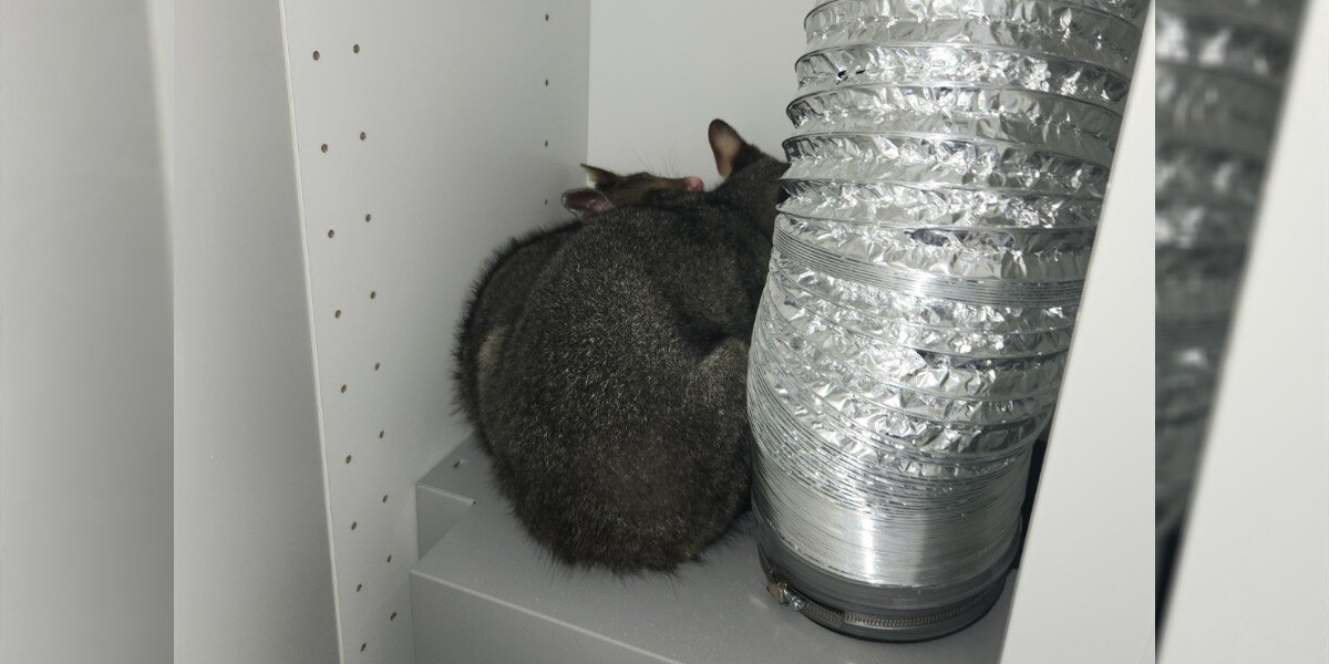 Homeowner Opens Kitchen Cupboard — And Finds A Wild Mom And Baby Cuddled Inside