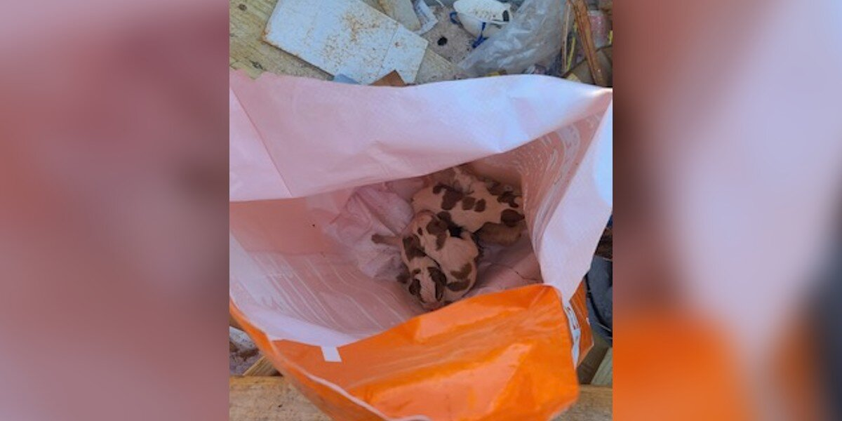 Worker Hears Cries From Dumpster — Then Spots A Dog Food Bag Moving Inside