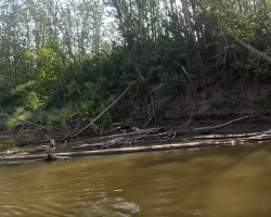 Man Canoeing Down River Hears Whimpers — Then Sees A Dog Stuck In The Mud