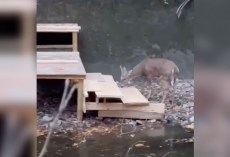 Rescuers Race A Storm To Build A Staircase That Frees Trapped Deer