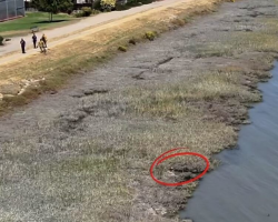 Firefighters Use Drone To Find Tiny Dog Struggling To Survive In Canal