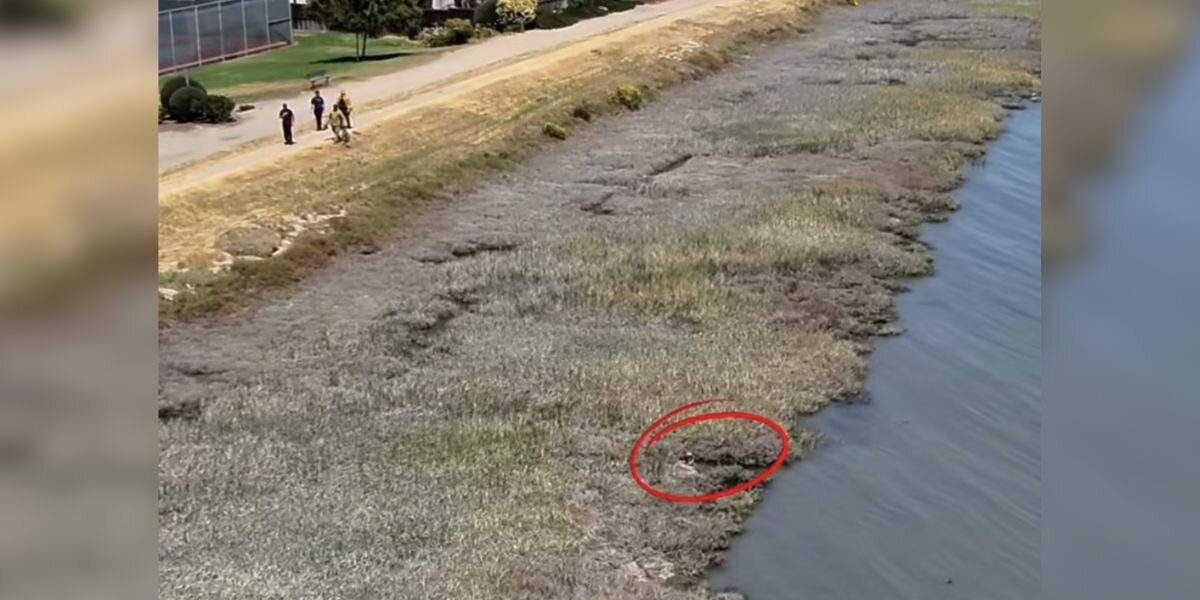 Firefighters Use Drone To Find Tiny Dog Struggling To Survive In Canal