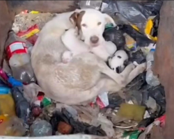 Woman Opens Dumpster — And Finds A Shivering Mom Dog And Her Newborn Family Inside