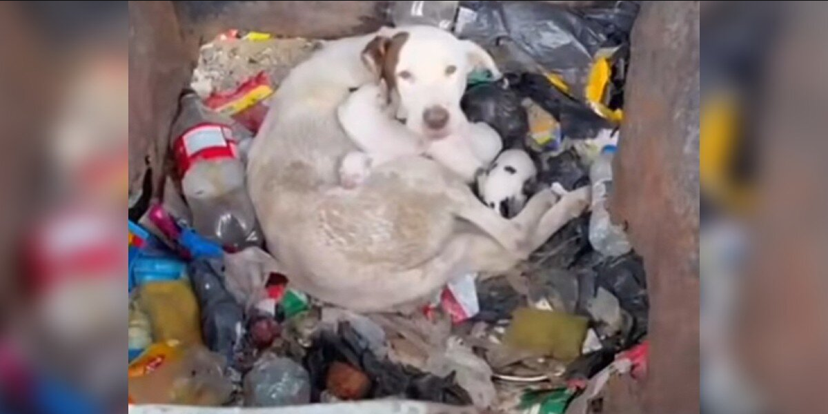 Woman Opens Dumpster — And Finds A Shivering Mom Dog And Her Newborn Family Inside
