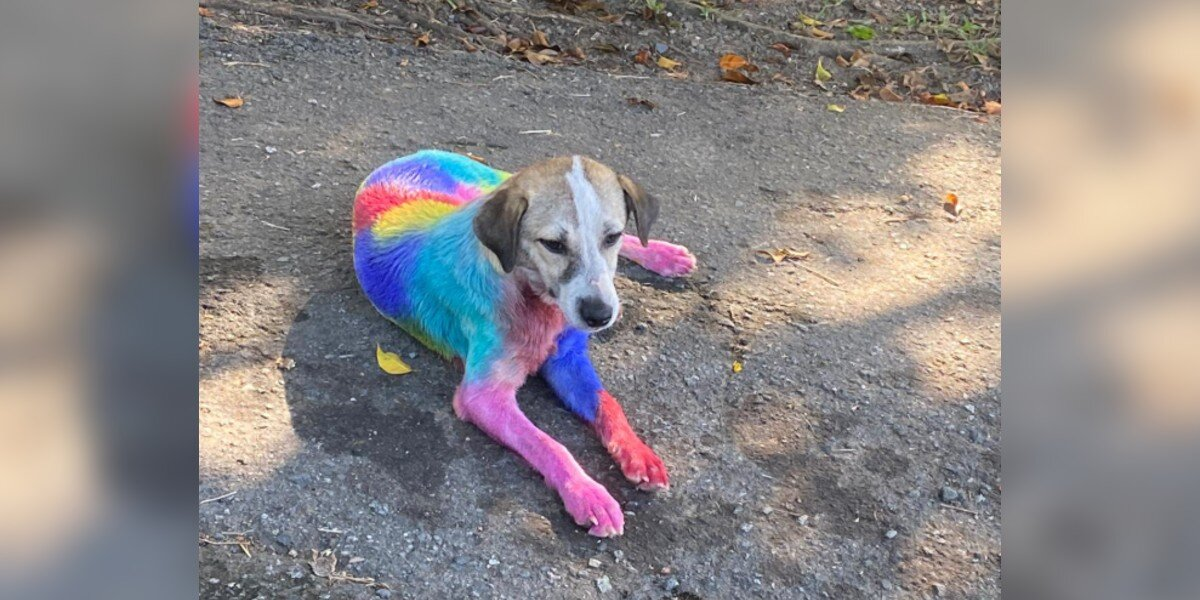 Street Dog Vanishes — Then Returns Days Later Shaking And Covered In Rainbow Paint