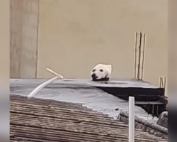 Man Does A Double Take After Spotting The Strangest “Dog” On A Rooftop