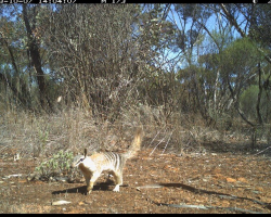 Scientists Can’t Believe What Rare Creature Suddenly Appears On Hidden Cameras