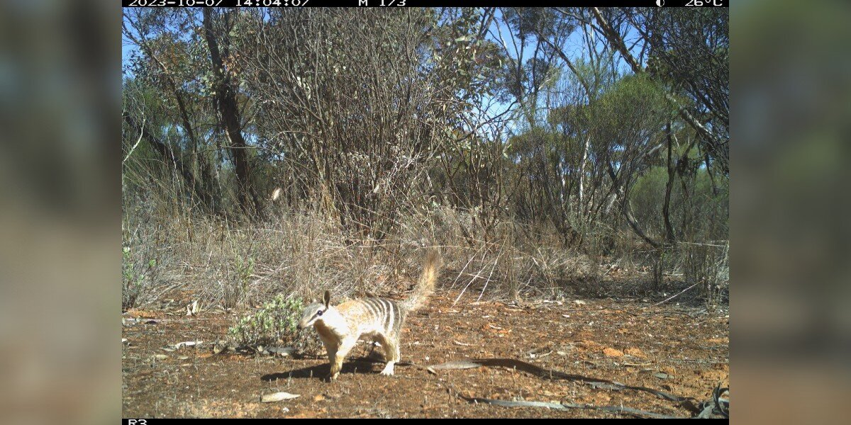Scientists Can’t Believe What Rare Creature Suddenly Appears On Hidden Cameras