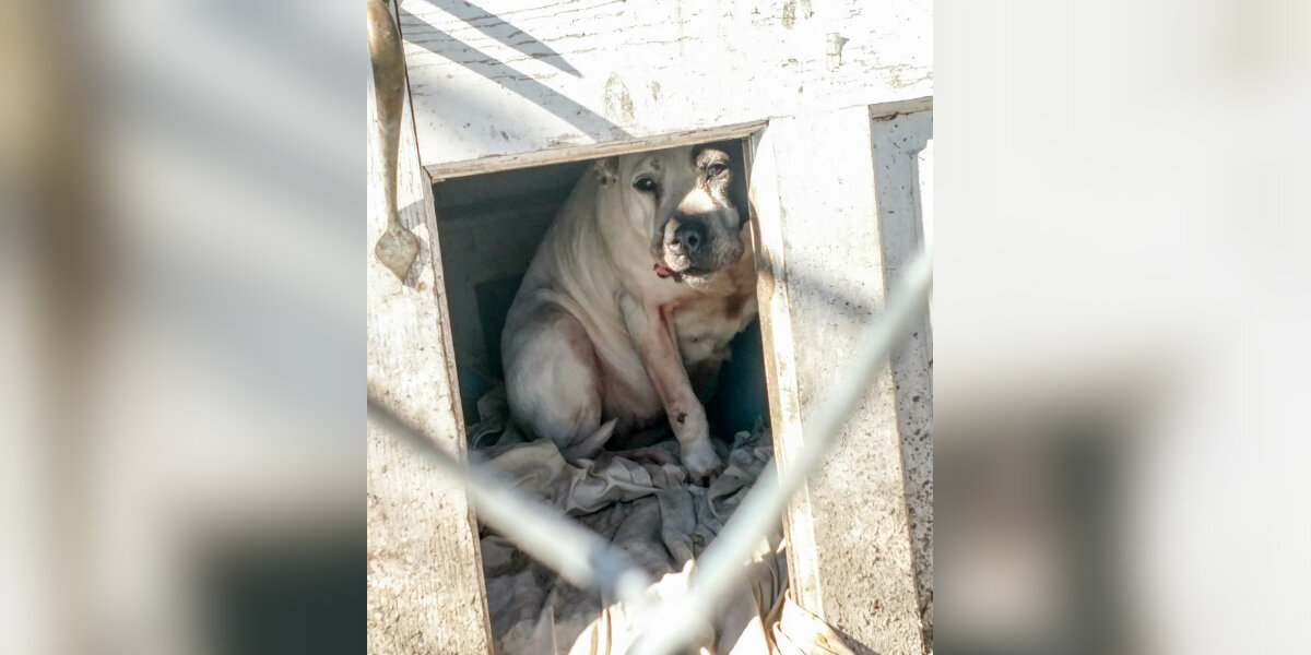 Family Moves Away And Leaves Dog Behind — She’s Found Hiding In The Only Home She’s Ever Known