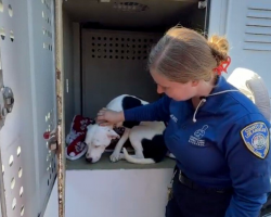 Sweet Pittie Watches Every Dog Get Adopted — Until He’s Left Behind