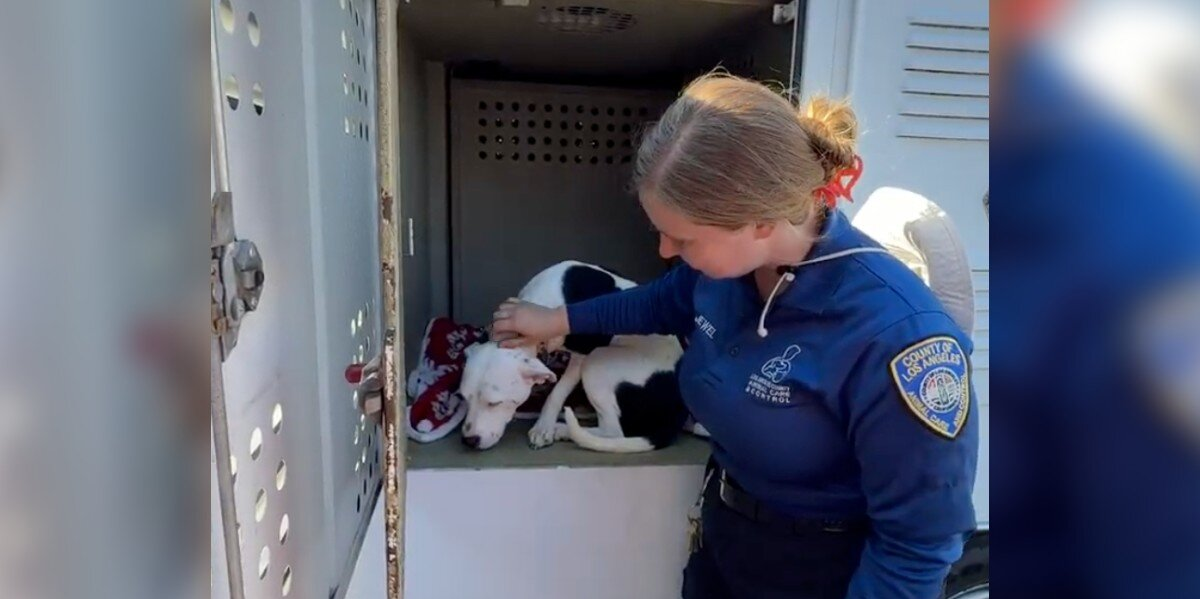 Sweet Pittie Watches Every Dog Get Adopted — Until He’s Left Behind
