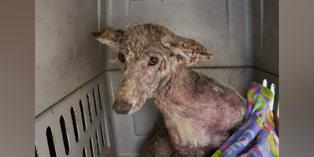 DNA Test Finally Solves Mystery Of Animal Found Shivering Outside Woman’s Door