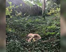 Dog Found Curled Up In Woods Was Quietly Waiting For Someone To Save Him