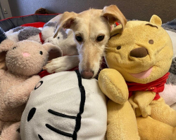 Shelter Dog Who’s Never Known A Home Finds Comfort Snuggling Her Favorite Toys