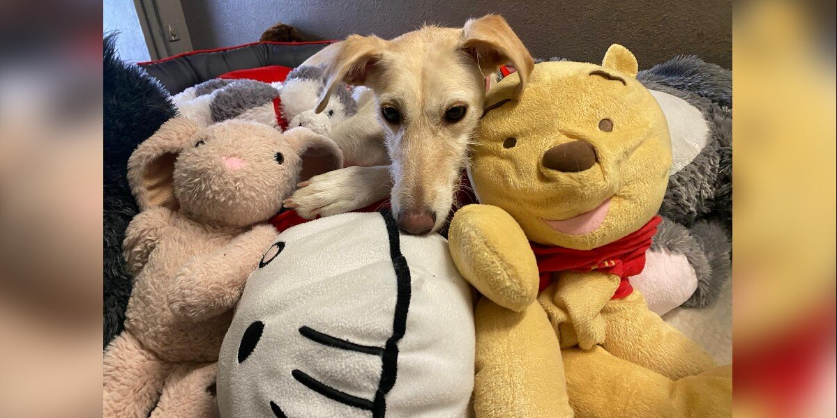 Shelter Dog Who’s Never Known A Home Finds Comfort Snuggling Her Favorite Toys