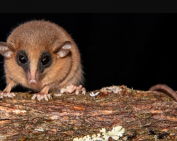 Scientist Trekking Remote Andes In Search Of Squirrels Discovers A Brand-New Species Instead