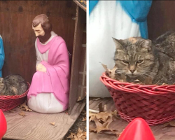 Grumpy Cat Camps Out in Nativity Scene — and Accidentally Makes Everyone Smile