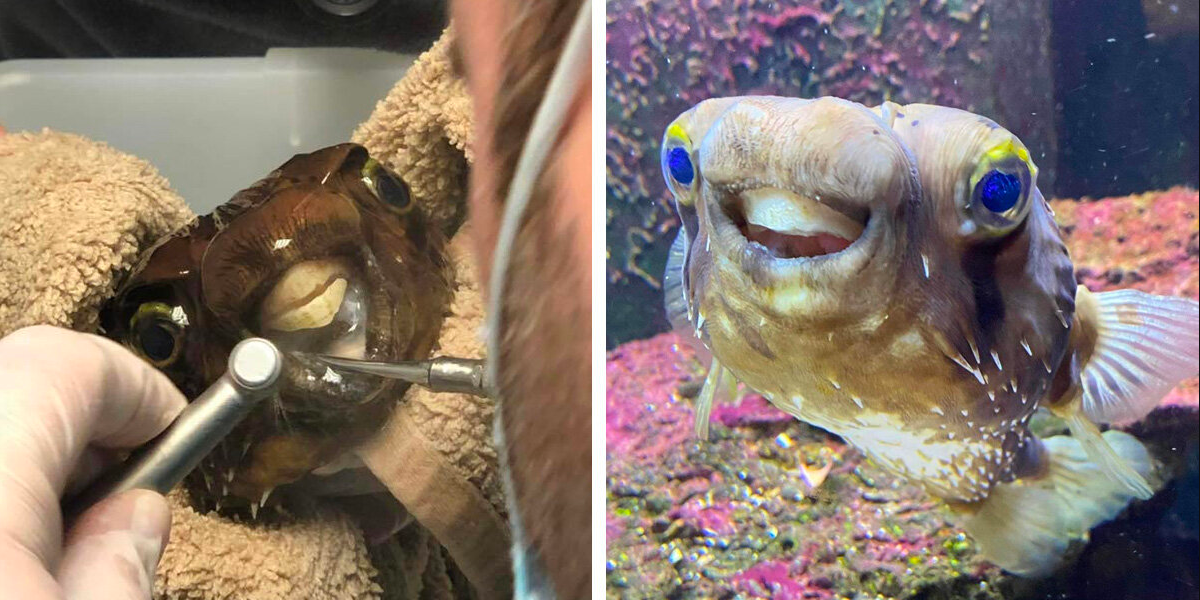 Pufferfish Leaves The Dentist Beaming After Getting The Perfect New Smile